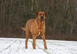 TOSA INU 325
